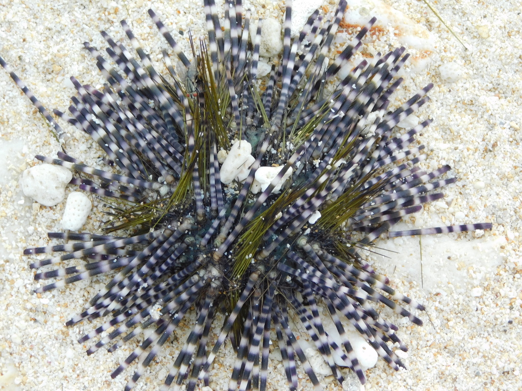 Banded sea urchin