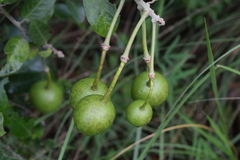 Capparis tomentosa