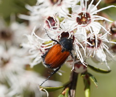 Phyllotocus rufipennis