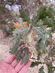 Quercus × munzii