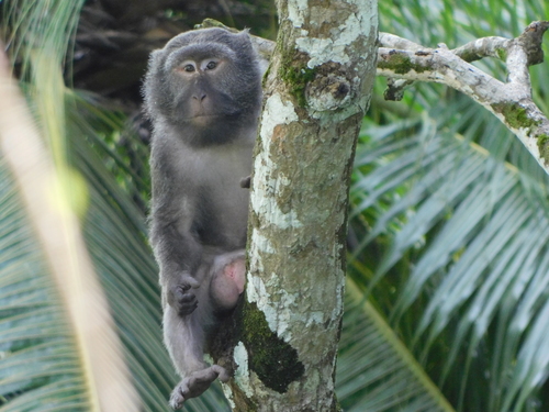 Nicobar Long-Tailed Macaque (Macaca fascicularis umbrosus) — wildlife photography in India