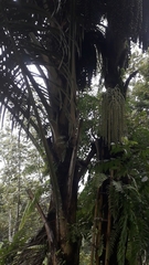Arenga pinnata