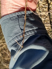 Funastrum heterophyllum