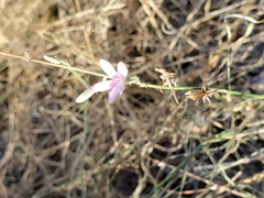 Funastrum heterophyllum