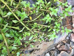 Gratiola sexdentata