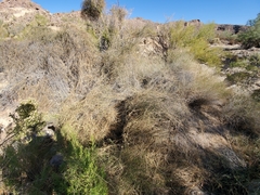 Funastrum heterophyllum