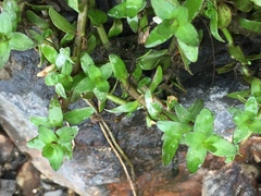Gratiola sexdentata