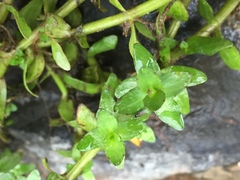 Gratiola sexdentata