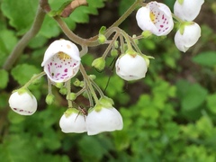 Jovellana sinclairii