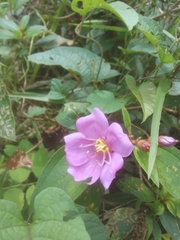 Melastoma sanguineum