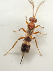 Gelis tenellus