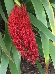 Xeronema callistemon