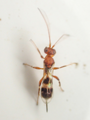 Gelis tenellus