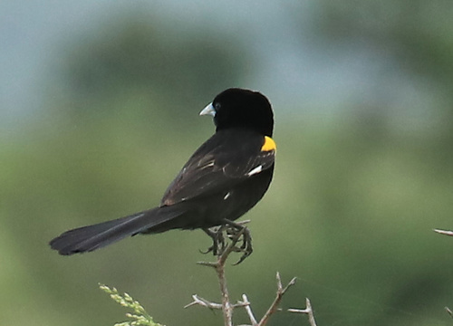 Spiegelwidavink (Euplectes albonotatus)