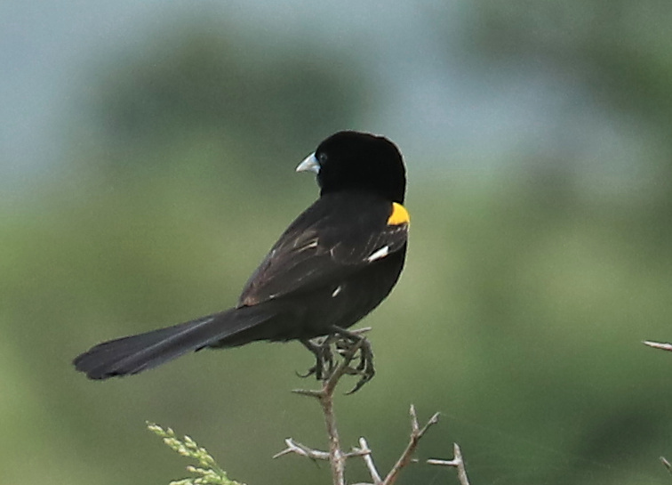 White-winged Widowbird (Euplectes albonotatus)