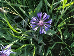 Centaurea fuscomarginata