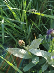 Centaurea fuscomarginata