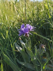 Centaurea fuscomarginata