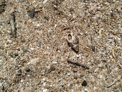 Tritia reticulata