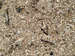 Tritia reticulata