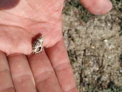 Tritia reticulata
