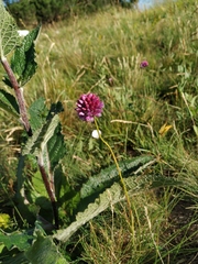 Allium rotundum jajlae