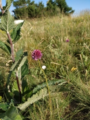 Allium rotundum jajlae