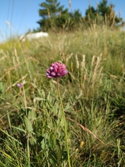 Allium rotundum jajlae