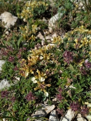 Teucrium montanum jailae