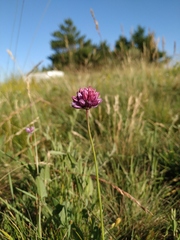 Allium rotundum jajlae