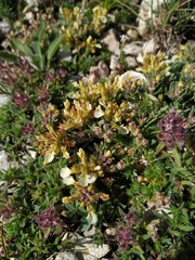 Teucrium montanum jailae