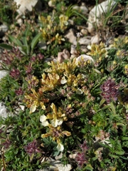 Teucrium montanum jailae