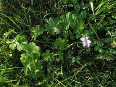 Geranium asphodeloides tauricum