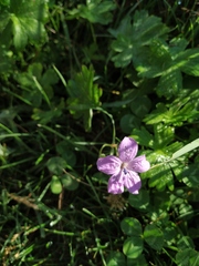 Geranium asphodeloides tauricum