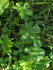 Geranium asphodeloides tauricum