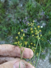 Bupleurum exaltatum