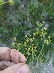 Bupleurum exaltatum