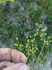 Bupleurum exaltatum