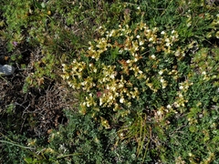 Teucrium montanum jailae
