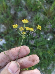 Bupleurum exaltatum