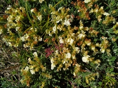 Teucrium montanum jailae