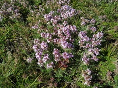 Thymus tauricus