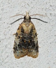 Platynota exasperatana