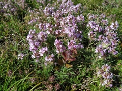 Thymus tauricus