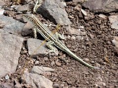 Central Asian Racerunner photo 3