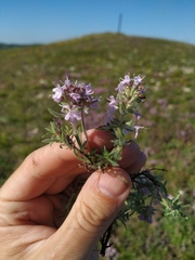 Thymus tauricus