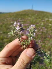 Thymus tauricus