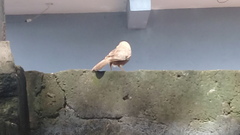 Argya affinis taprobanus
