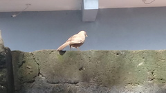 Argya affinis taprobanus