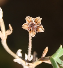 Trichodiadema gracile